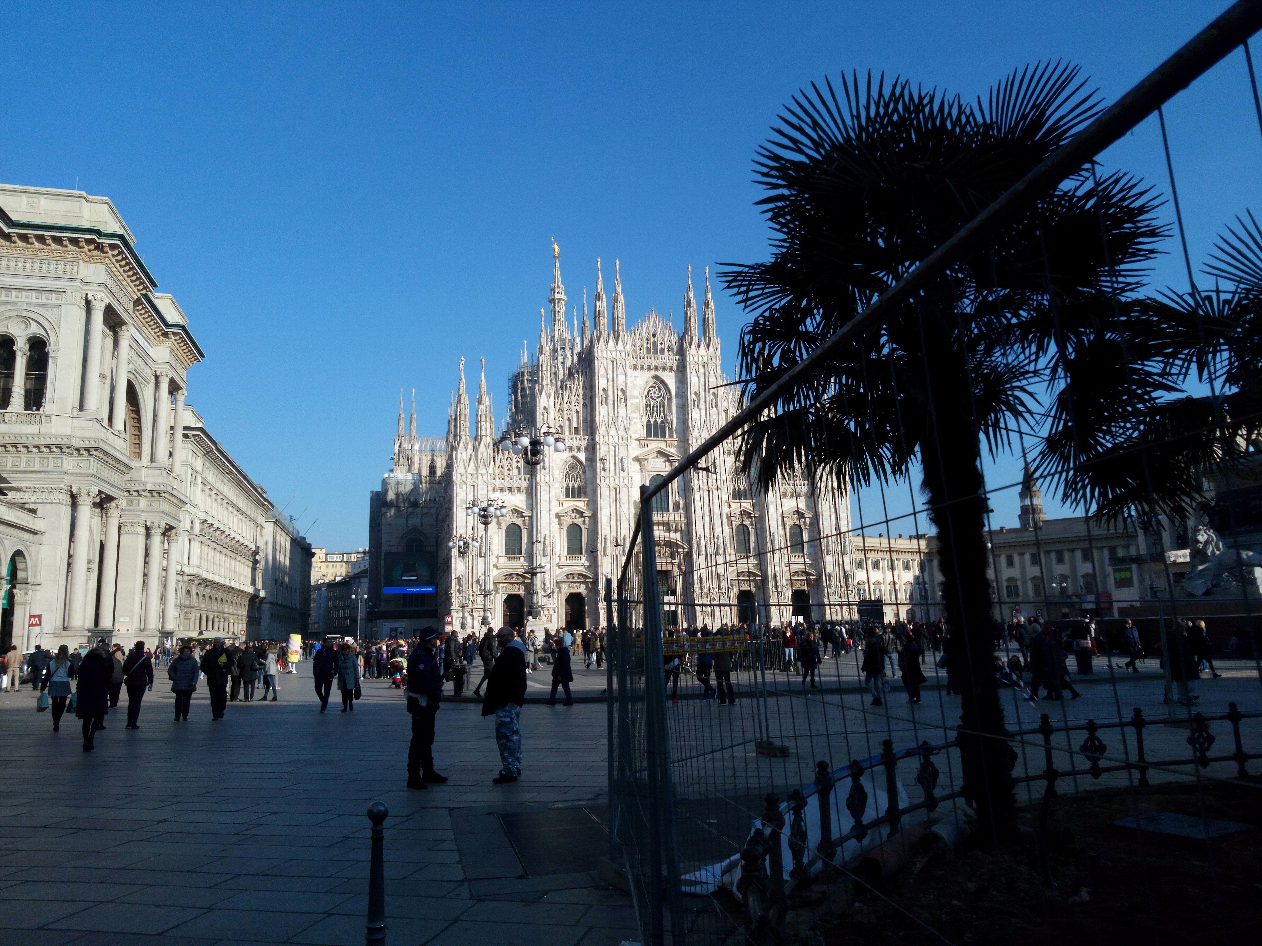 Palme in Piazza Duomo, Milano, Italia
